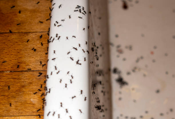Best Local Pest Control Services  in Nocatee, FL